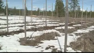 Idaho becomes second largest hops producer in U.S.