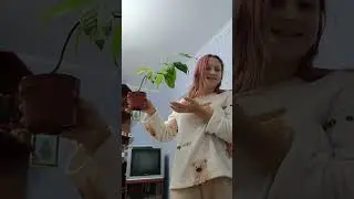 Авокадо, манго, ананас... і Крістіна 