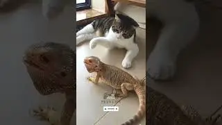 Funniest Animals 2023😂😂 Best Cats and Dogs Videos😸🐶🐔 #cat