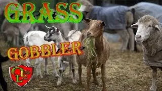 Grass Gobbler for the Bradley 52