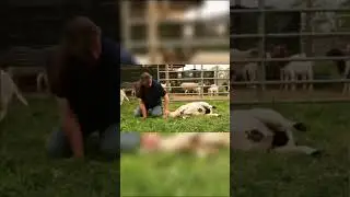 The Sheep Sat Down Calmly