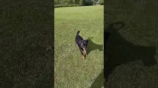 #ZaneTheDoberman, #DogWalkingLife, #DogLovers, #PawsomeJourneys, #FurBabyAdventures,#DailyDogWalks