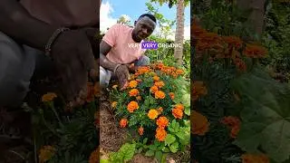 No More Pesticides! Try This Organic Remedy for Your Vegetable Garden #OrganicFarming #GardenTips