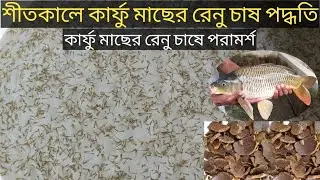 ২০২৫ সালের নতুন বছরের কার্ফু মাছের রেনু চাষ পদ্ধতি | কার্ফু মাছের রেনুর খাদ্য! কার্ফু মাছের রেনু দাম