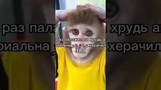 #monkey #бибизяна #rooster #humor #video #монке #обезьяна #обман