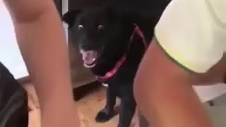 el perro traumatizado