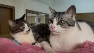 奇跡！？仲が悪かったボス猫と新入り猫がくっつきました！【猫動画】