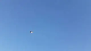 Игра ,тяга,винт сизая бакинка#pigeon#  #бойные голуби#