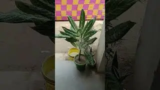 #treelovers #naturelovers #shortvideo #funny #lifeisbutadream #song #motivation