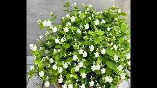 Watch My Garden Flowers and Learn How to Make Money with YouTube Shorts!