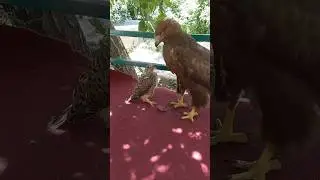 Aguila real se confunde #wildlife #eagle #shorts
