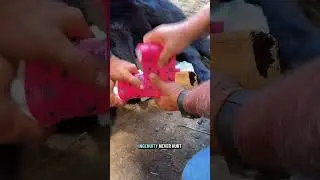 У моей новорождённой коровы проблемы с ногами. Давайте поговорим об этом!