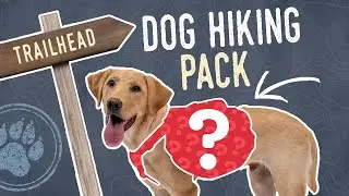 The 10 Best Backpacks for Hiking with Your Dog