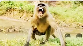 Gray Langur Family Sitting Calmly NearTemple🐒🚩 Hanuman🐒❣️🚩🐒❣️🚩