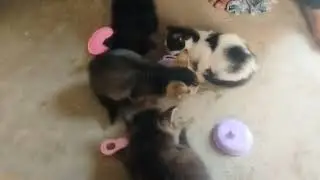 Hungry Kitten Rescued by Kids 🐱 | From Street to Home, Love & Care Begins