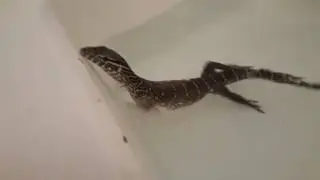 Taming a baby Nile Monitor in the bath