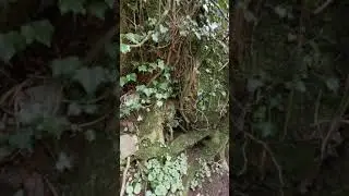 A walk with Ragleigh