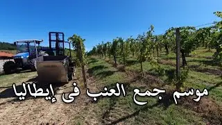 جمع محصول العنب فى إيطاليا عام 2024