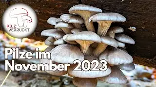 Pilze im November 2023 - Schnecklinge und die ersten Winterpilze