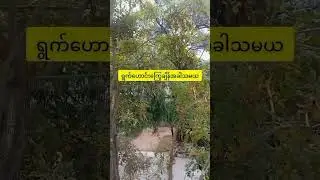 ကျောင်းထဲကရှု့ခင်းလေးပါ #yulay #thazi #study #cute