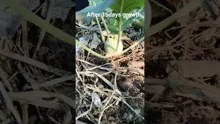winter vegetable after 15days growth ||#winter vegetable#terracegarden #ytshorts #gardening #shorts