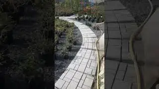 outdoor plants ||kuwait || samigarden