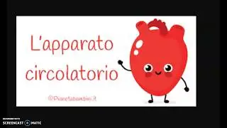Apparato circolatorio