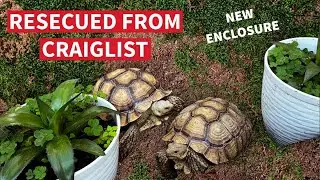 Tortoise Rescue From Craigslist