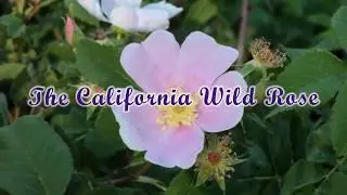 California Wild Rose