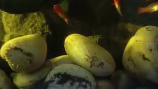 Budidaya Ikan swordtail atau ikan pedang