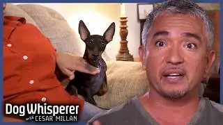 Dog Whisperer Season 7! | Binge 3 Hours Of Dog Whisperer With Cesar Millan
