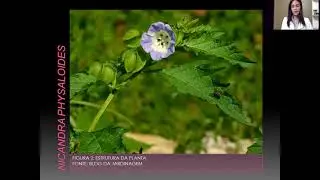 JOÁ DE CAPOTE (NICANDRA PHYSALOIDES)