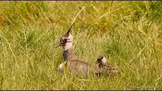 Northern Lapwing (Vanellus vanellus) with Chicks / Kiebitz mit K&uuml;ken