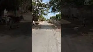 kolar pali Rajasthan lockdown 2021