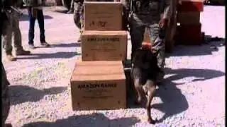 Drug Dog Sniffs For Illegal Products At Afghanistan Border