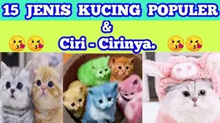 15 MACAM JENIS KUCING YANG POPULER DAN CIRI-CIRINYA|| kucing anggora,persia,domestik,sphynx dll.