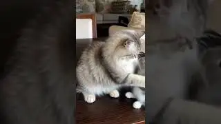 #catsola  Sola playing with a rabbit #cat