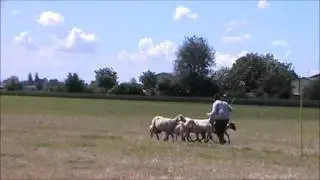 StockDog Trial, Classe Nursery - Patty&Meeka