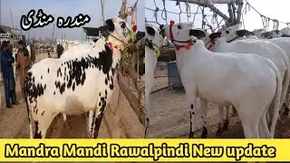 Mandra Mandi Today | Rawalpindi | Update | 01-21-2026