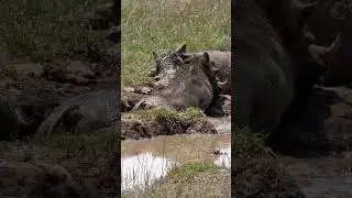 Why Warthogs Love Mud Baths! 🐗 #FunFacts