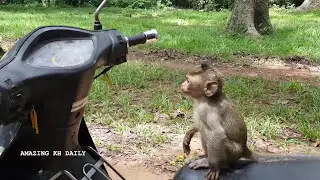 Beautiful Tourist Girl Meeting Monkey Near Wild Angkor Wat