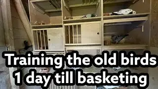 Training the old birds | 1 day till basketing first race | Racingpigeons |