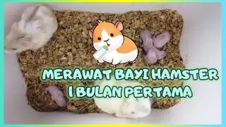 Tips Perawatan Bayi Hamster Umur 1 Sampai 28 Hari