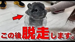 超可愛いもふもふ動物が大集合！！ペットショップに潜入したら事件が起きました…