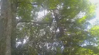 See dappled light reflected from Price Lake, NC