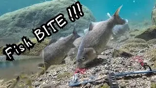 Crystal Clear River Fishing &ndash; Underwater Carp Strikes!