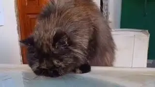 GATA INCENTIVA VC A TOMAR 2 LITROS DE ÁGUA NO DIA. cat