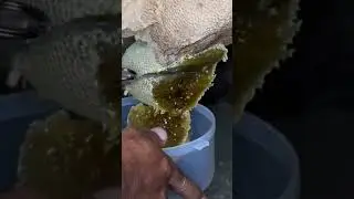 natural honey underground #bee #bees #beekeeper #beekeeping #beehive #harvest #natural #honeybee
