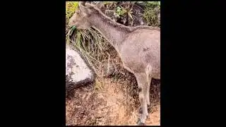 Nilgiri Thar||#shorts #animals #wildanimals #deer #animallovers