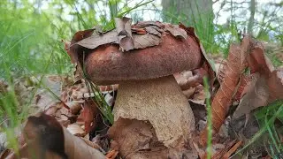 Porcini di primavera: dove cercarli
